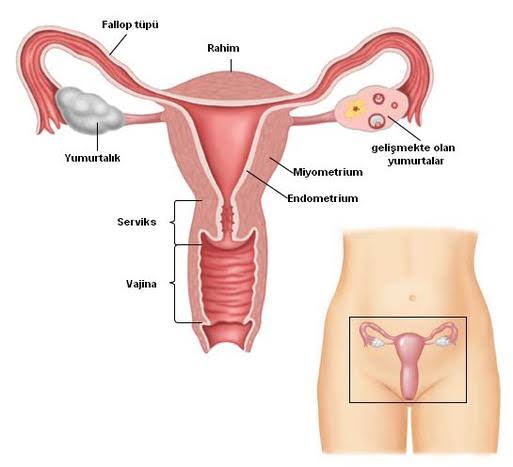 Jinekolojik Muayene ve Tetkikler